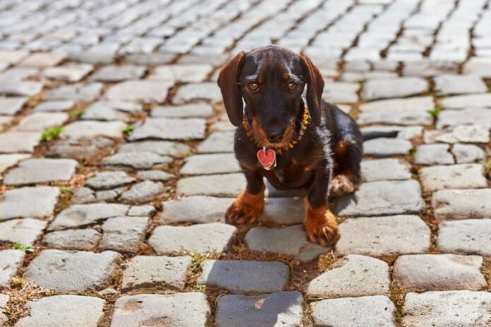 Unser Wachhund Weingut Stauffer